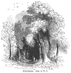 Olive grove, Palestine, Way, Trees
