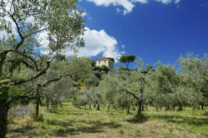 Olive grove, Roccantica, Sabine Mountains
