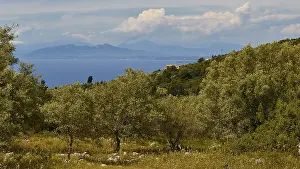 Olive grove, view of the mainland