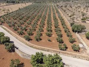 Olive grove on the way to L'Aguila