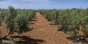 Olive grove on the way to L'Aguila