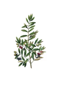 Olive, historical illustration