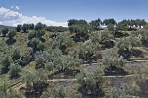 Olive (Olea europaea) grove, Andalusia