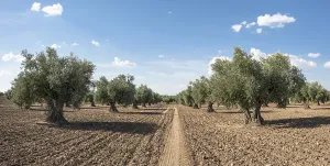 Olive plantation with many trees