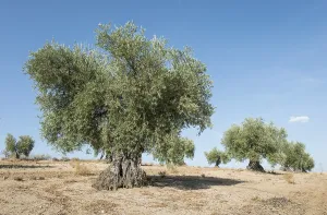 Olive plantation with many trees