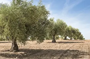 Olive plantation with many trees