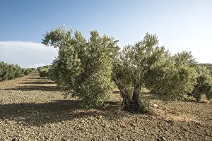 Olive plantation with many trees