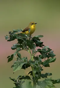 Olive swamp tyrant, Olive swamp tyrant