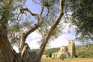 Olive tree with Abbazia di Sant Antimo in the background