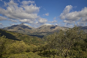 Olive tree, green slopes, winter