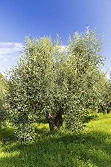 Framed Print : Olive tree (Olea europaea) in an olive grove
