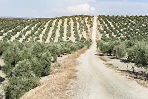 Olive trees and dirt road in olive plantation