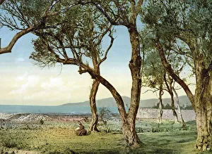 Olive trees, Menton on the Riviera