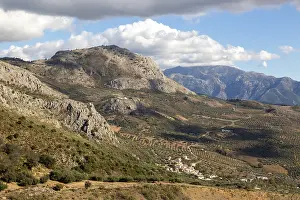 Olive trees near village of Aldea de Guaro
