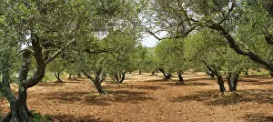 Olive trees (Olea europaea) grove in Crete