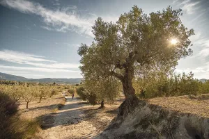 Olive trees in Olive grove in winter near the town of Gorga