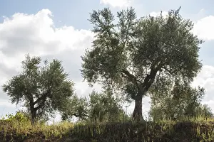 Olive trees in plantation. Agricultural land