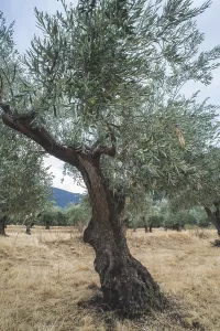 Olive trees in plantation. Agricultural land