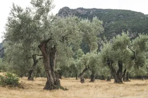 Olive trees in plantation. Agricultural land