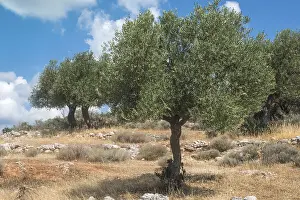 Olive trees in plantation. Agricultural land