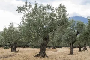 Olive trees in plantation. Agricultural land