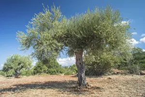 Olive trees in plantation. Agricultural land