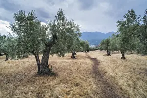 Olive trees in plantation. Agricultural land