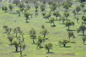 Olive trees, plantation, near Agrigento
