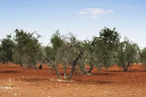 Olive trees in plantation. Rows of trees