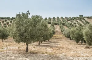 Olive trees in a row. Olive plantation