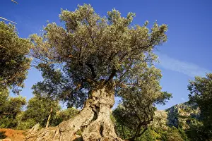 Olivenhain in Cap des Vent, Deia