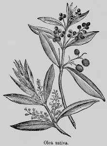 Olives (Olea) evergreen plant, leaves