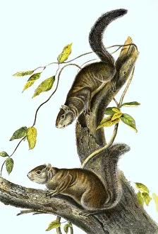 Ollie squirrel (Sciurus colliaei)
