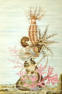 Oloturia (Cucumaria planci), historical illustration
