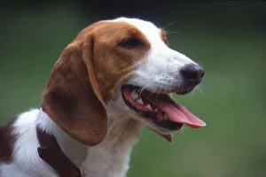 Olper (German) Bracke, bitch