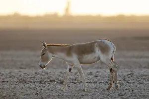 Onager or Asiatic wild ass (Equus hemionus)