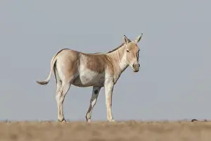 Onager or Asiatic wild ass (Equus hemionus)