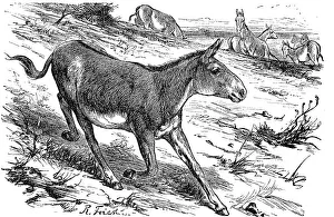 Onager (Equus Hemionus), also known as Hemione or Asiatic Wild Ass