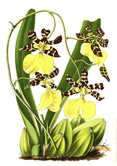 Oncidium barkerii, Oncidium barkerii, plant and flower, digitally reworked reproduction of an original from the 19th century