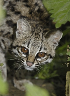 Oncilla, Little Spotted Cat, Tigrillo
