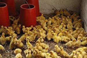 One-day old ducklings at a drinking trough in a stable