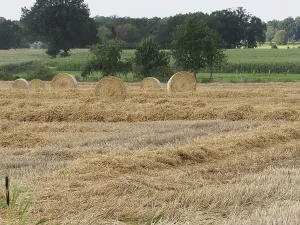 Ongoing straw harvest, large round bales