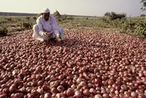Onion