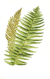 Onoclea germanica, Ostrich Fern