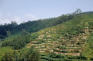 Ooty, tamil nadu, india