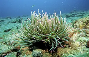 Opelet anemone (Anemonia sulcata)