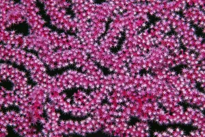 Open coral polyps on Mopsella sea fan (Mopsella) Pacific