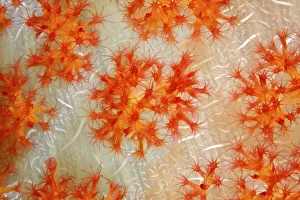 Open coral polyps on the trunk of a soft coral (Dendronephthya)