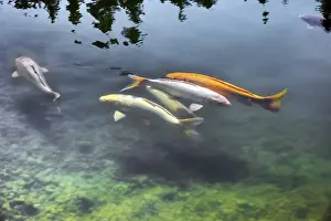 Category Buddhism Prints: Open day, Lake Mondsee with koi