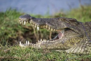 Open mouth, head and teeth, Nile crocodile (Crocodylus niloticus)
